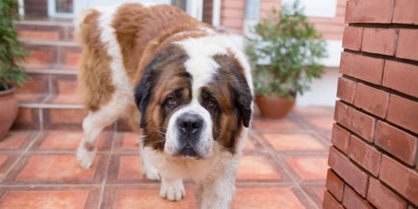 Natural remedies outlet for dog bloat